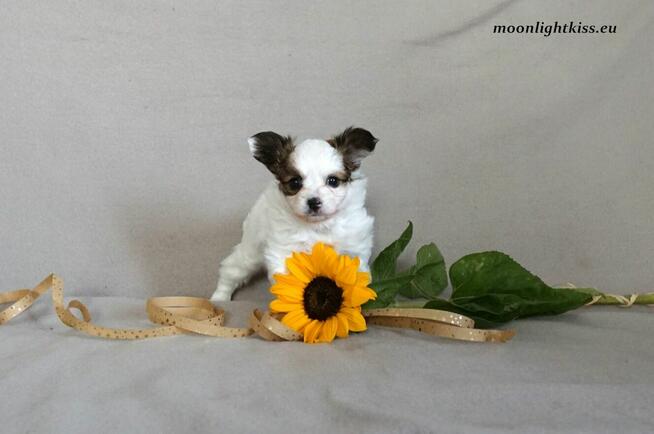 PAPILLON suczka piesek ZKwP FCI po championie