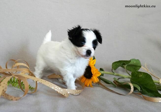 PAPILLON suczka piesek ZKwP FCI po championie