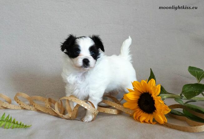 PAPILLON suczka piesek ZKwP FCI po championie