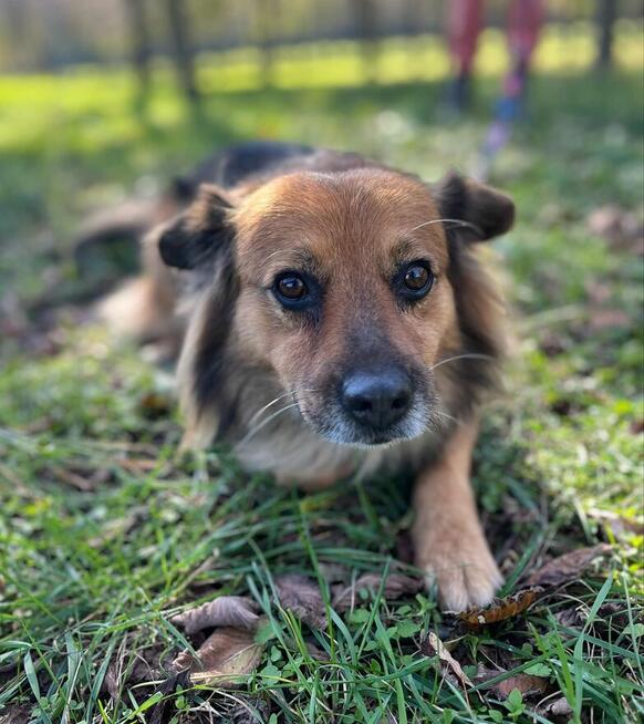 Walduś-cudowny nieśmiały piesek do adopcji
