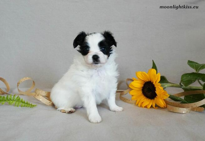 PAPILLON suczka piesek ZKwP FCI po championie