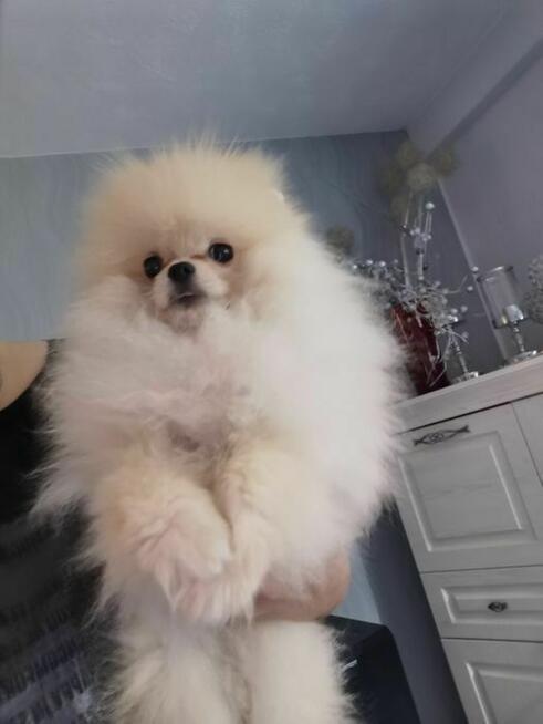Pomeranian piesek 4m-ce