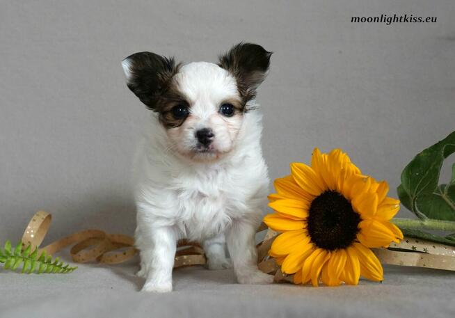 PAPILLON suczka piesek ZKwP FCI po championie