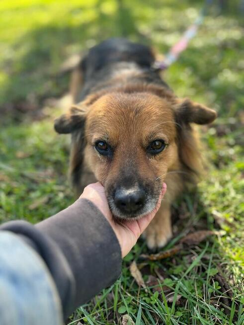 Walduś-cudowny nieśmiały piesek do adopcji