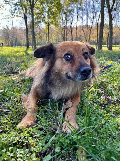 Walduś-cudowny nieśmiały piesek do adopcji