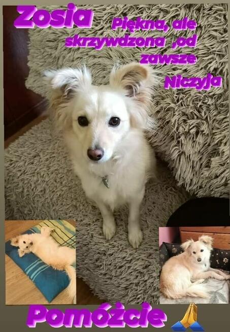 Pilne!! Sliczna ok 2 let.Zosieńka czeka na adopcję w DT