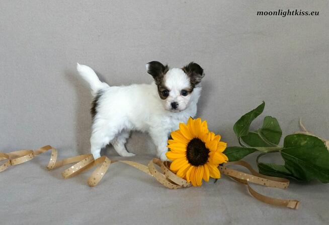 PAPILLON suczka piesek ZKwP FCI po championie