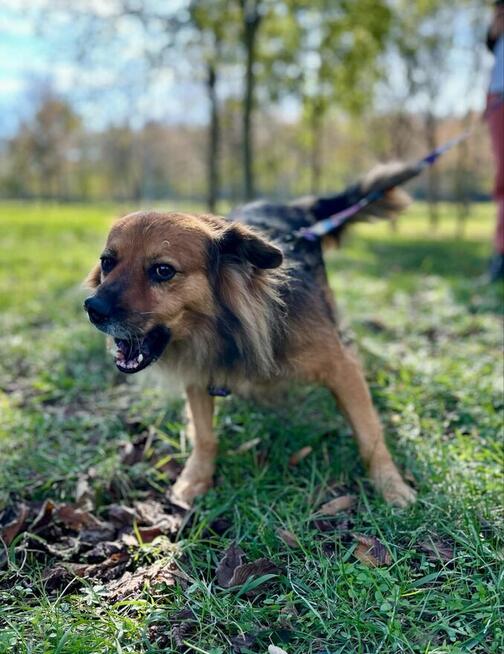 Walduś-cudowny nieśmiały piesek do adopcji