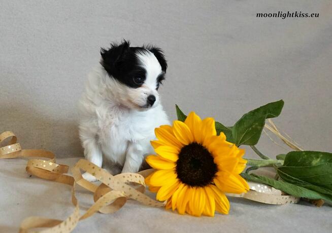 PAPILLON suczka piesek ZKwP FCI po championie