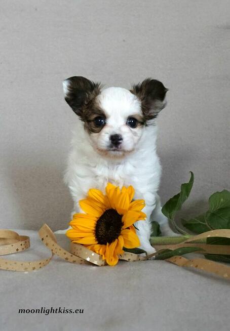 PAPILLON suczka piesek ZKwP FCI po championie