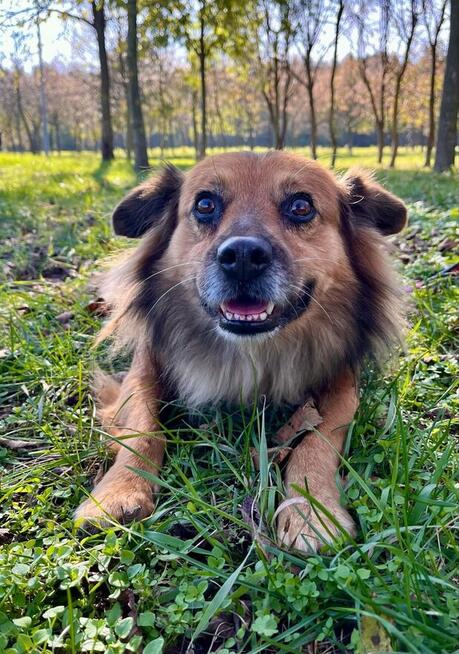 Walduś-cudowny nieśmiały piesek do adopcji