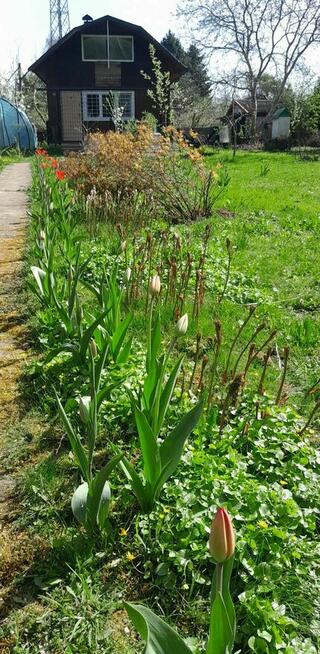 Duża działka ROD 750m2-Mokotów-domek maksymalny