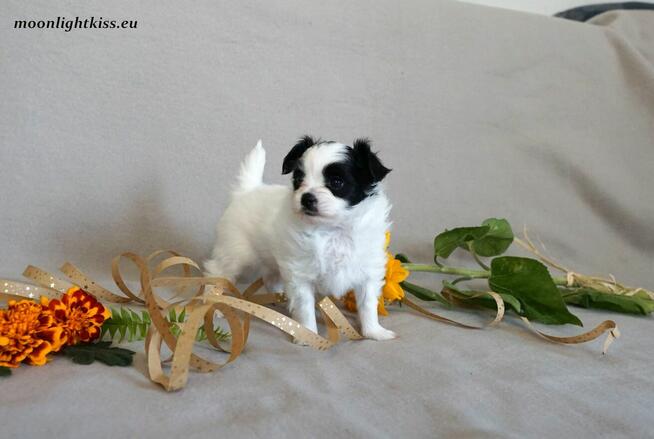 PAPILLON suczka piesek ZKwP FCI po championie