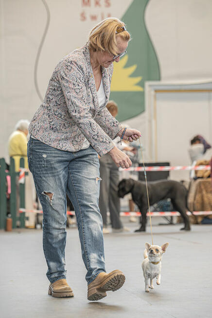 CHIHUAHUA po Championach, Rodowód FCI, okolice W-wy