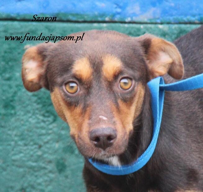 Szaron