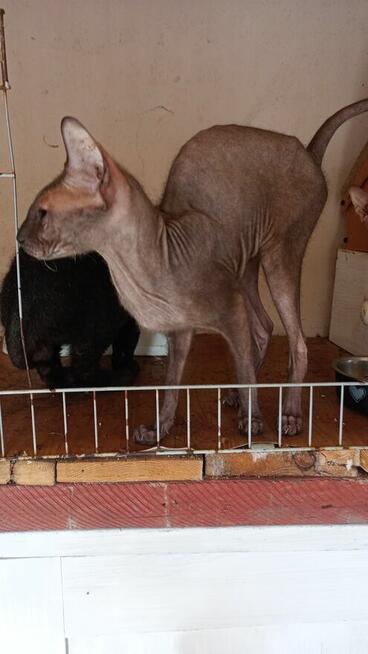 Sfinks doński dwie kotki i kocurek dorosłe