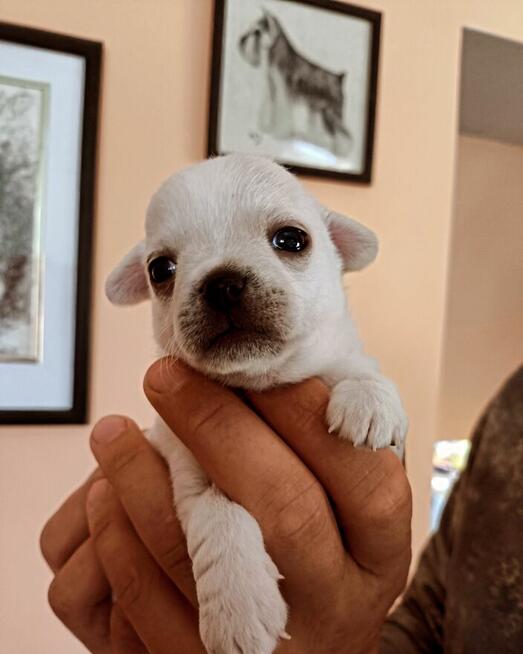 CHIHUAHUA po Championach, Rodowód FCI, okolice W-wy