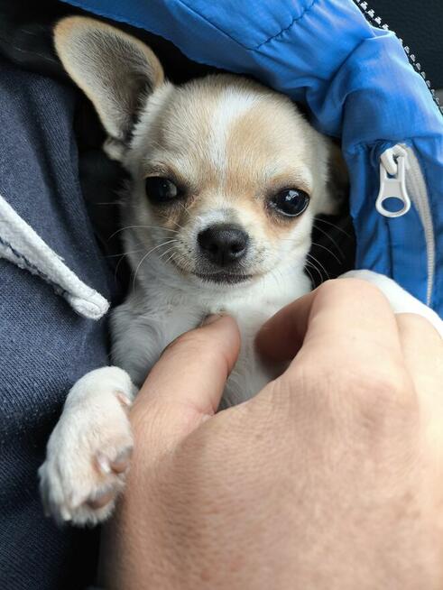 CHIHUAHUA po Championach, Rodowód FCI, okolice W-wy