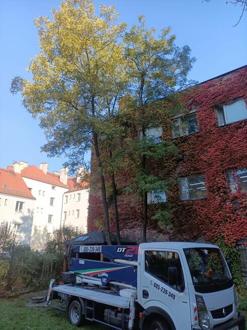 Przycinanie drzew