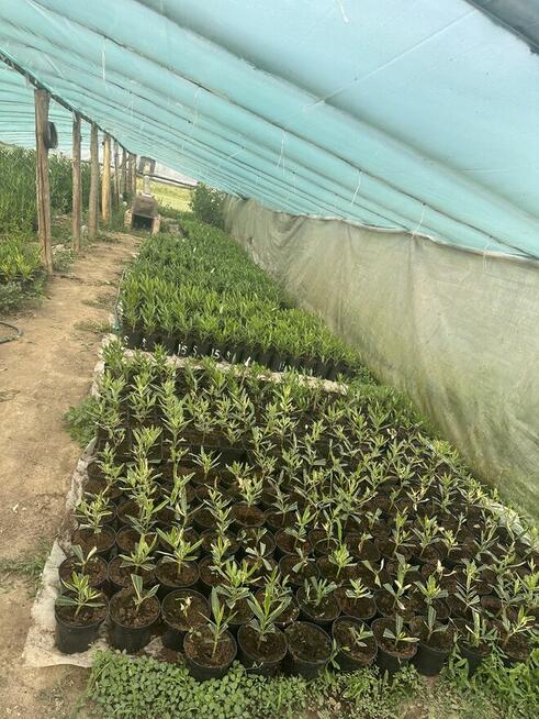 Gałązki oleandrów do ukorzenienia