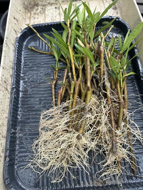 Gałązki oleandrów do ukorzenienia