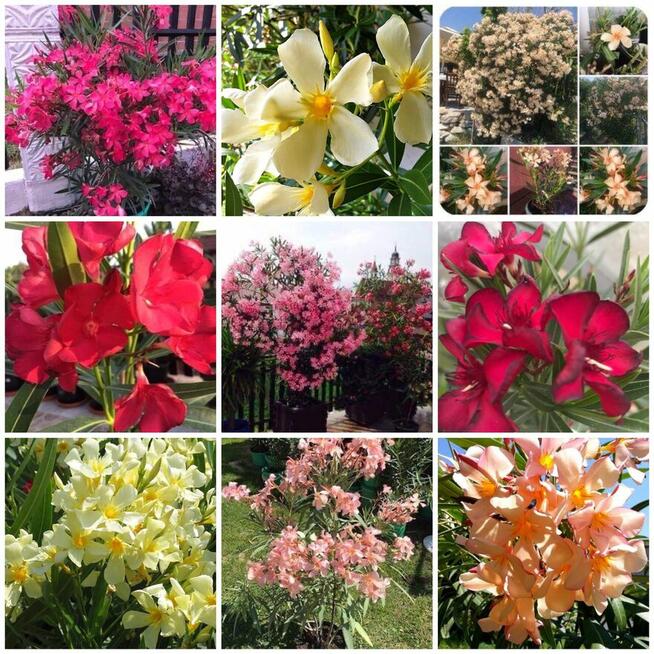 Gałązki oleandrów do ukorzenienia