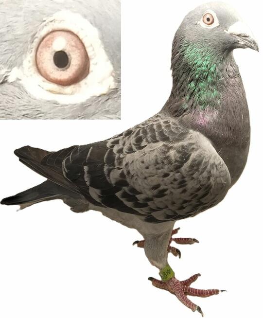 Gołębie pocztowe