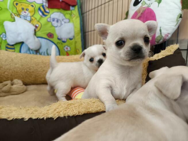 CHIHUAHUA po Championach, Rodowód FCI, okolice W-wy