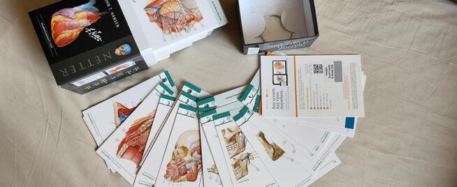 Netters Anatomy flash cards John Hansen