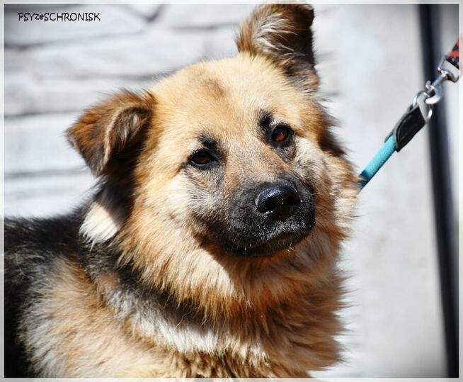 Amber –bursztynooka piękność czeka na Ciebie na końcu świata