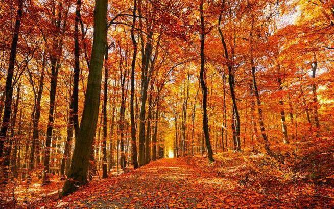 ADI Jesienne porządki Wywóz mebli, RtV AGD, Opróżnianie Gratów