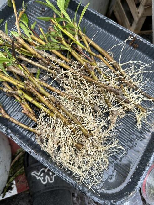 Gałązki oleandrów do ukorzenienia