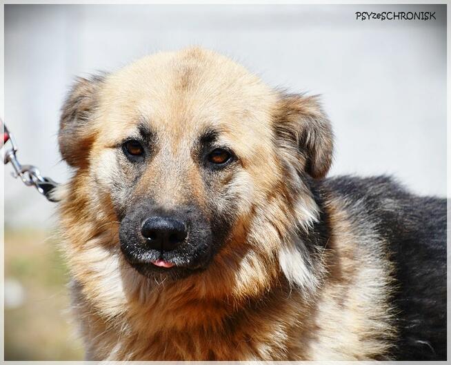 Amber –bursztynooka piękność czeka na Ciebie na końcu świata