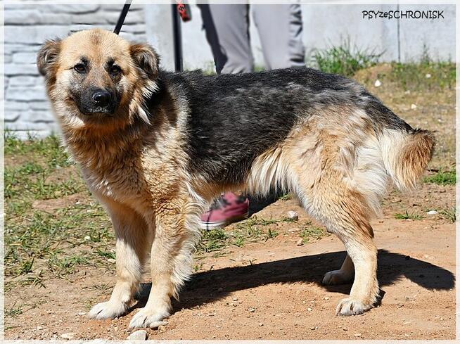 Amber –bursztynooka piękność czeka na Ciebie na końcu świata