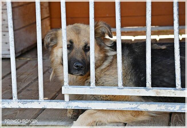 Amber –bursztynooka piękność czeka na Ciebie na końcu świata