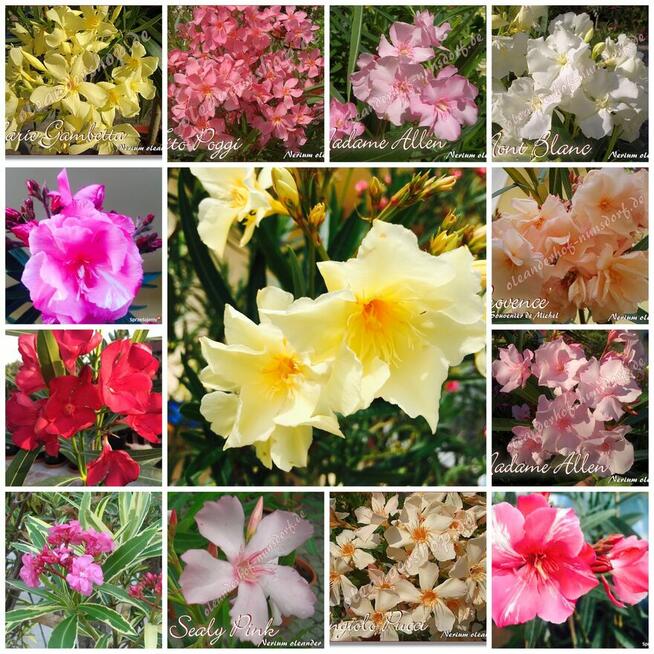 Gałązki oleandrów do ukorzenienia