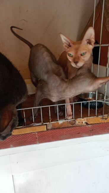 Sfinks doński dwie kotki i kocurek dorosłe