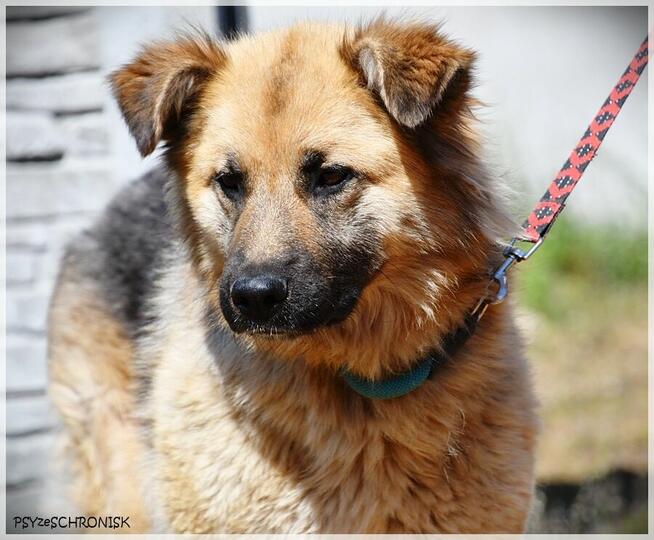 Amber –bursztynooka piękność czeka na Ciebie na końcu świata