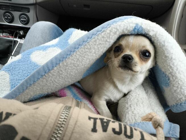 Chihuahua po Ch.PL, okolice W-wy