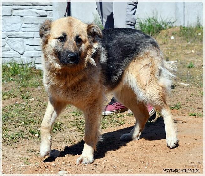 Amber –bursztynooka piękność czeka na Ciebie na końcu świata