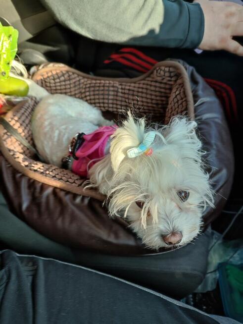 Usługi Transportowe -PL UK UE