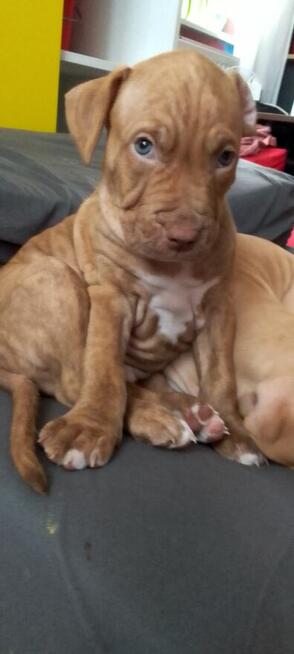 Oddam za darmo szczeniaki pitbulle rednose