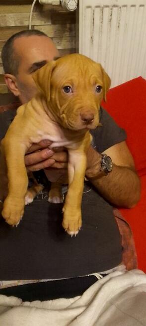 Oddam za darmo szczeniaki pitbulle rednose
