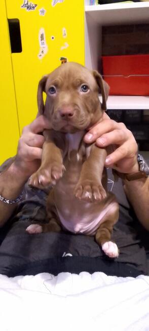 Oddam za darmo szczeniaki pitbulle rednose