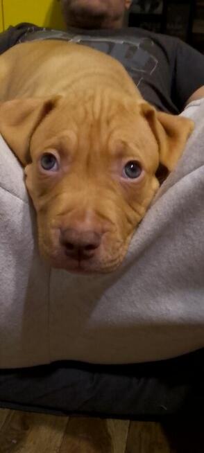 Oddam za darmo szczeniaki pitbulle rednose