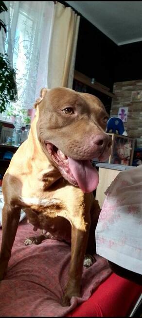 Oddam za darmo szczeniaki pitbulle rednose