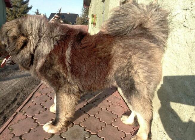 Owczarek Kaukaski Reproduktor