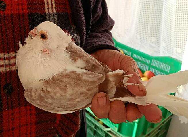 Sprzedam Gołębie Ozdobne Mewki