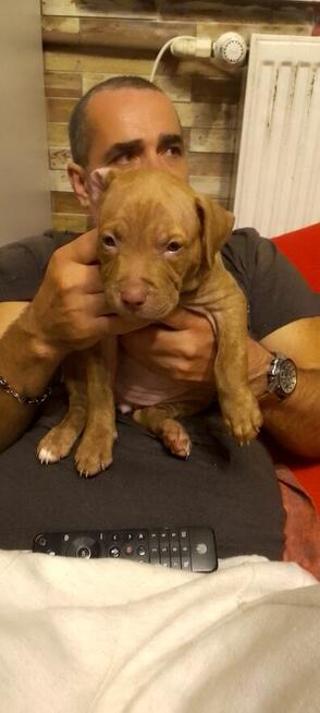 Oddam za darmo szczeniaki pitbulle rednose