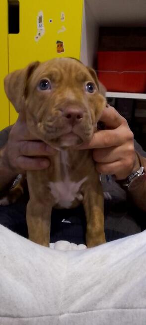 Oddam za darmo szczeniaki pitbulle rednose